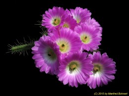 Echinocereus pentalophus 1346